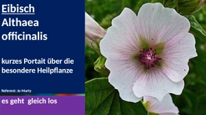 Eibisch-Althaea-officinalis-Tinktur---Portrt